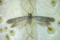 Scythris mus