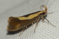 Harpella forficella