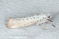 Yponomeuta rorrella