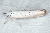 Yponomeuta rorrella