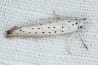 Yponomeuta rorrella