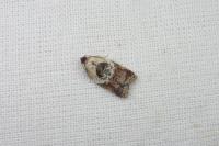 Acleris variegana