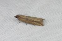Bactra venosana