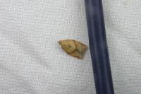 Clepsis consimilana