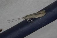 Coleophora