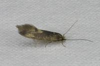 Opogona omoscopa