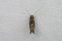 Opogona omoscopa