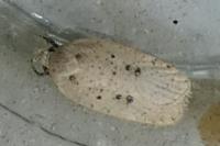 Agonopterix