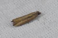 Bactra