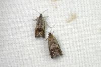 Cydia gr. succedana