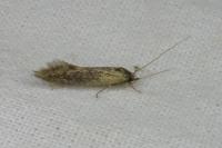 Opogona omoscopa