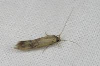 Opogona omoscopa