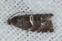 Cydia coniferana