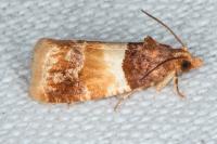 Epinotia festivana