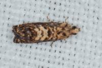 Pammene gallicolana
