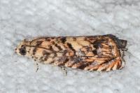 Pammene gallicolana