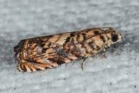 Pammene gallicolana