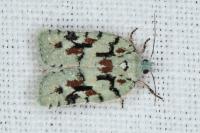 Acleris literana