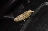 Acroclita subsequana
