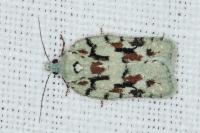 Acleris literana