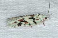 Acleris literana