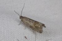 Cydia gr. succedana