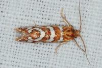 Aneuxanthis locupletana