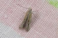 Scrobipalpula psilella