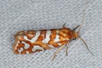 Aneuxanthis locupletana