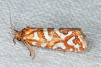 Aneuxanthis locupletana