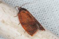 Cacoecimorpha pronubana