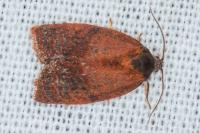 Cacoecimorpha pronubana