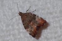 Choreutis pariana