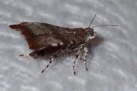 Choreutis pariana