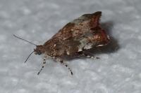 Choreutis pariana