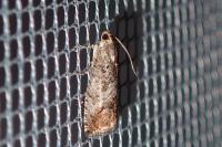 Cydia splendana