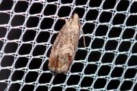 Cydia splendana