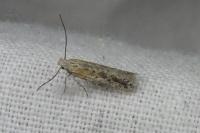Scrobipalpula psilella