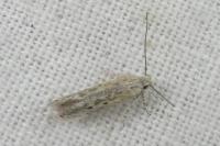 Scrobipalpula psilella