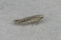 Scrobipalpula psilella