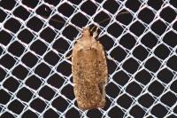 Agonopterix scopariella