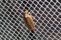 Agonopterix scopariella
