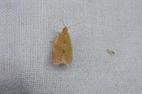 Clepsis consimilana