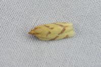 Clepsis pallidana
