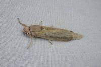 Phragmataecia castaneae