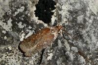 Agonopterix cnicella