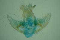 Agonopterix cnicella