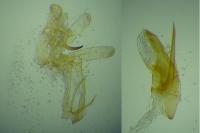 Dichomeris helianthemi