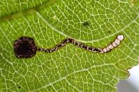 Bucculatrix frangutella