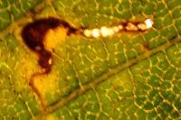 Bucculatrix albedinella
